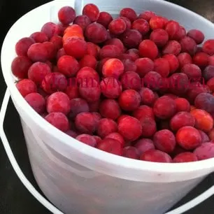 fresh picked plums