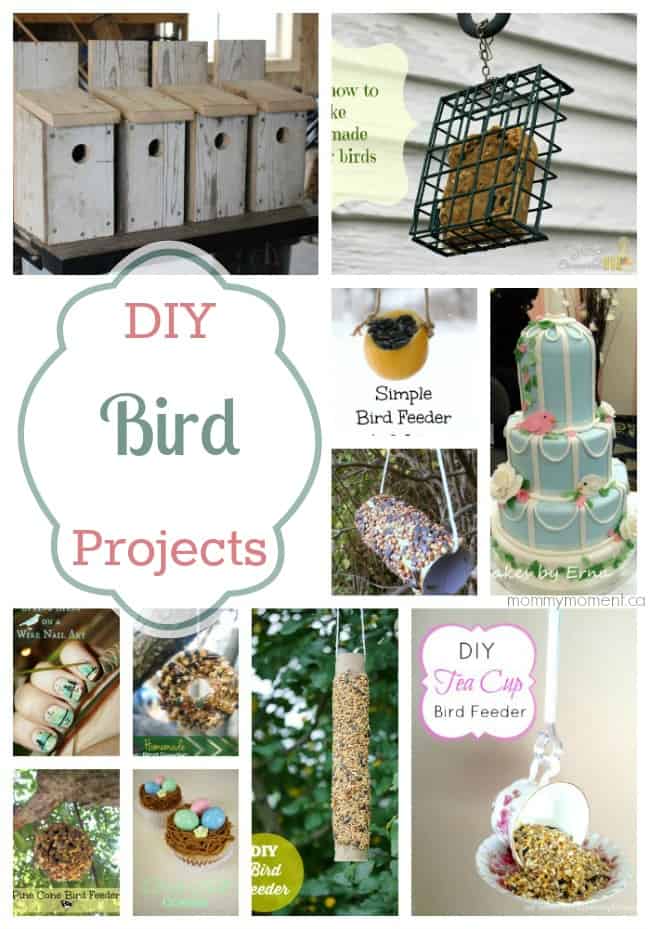 DIY Bird Projects