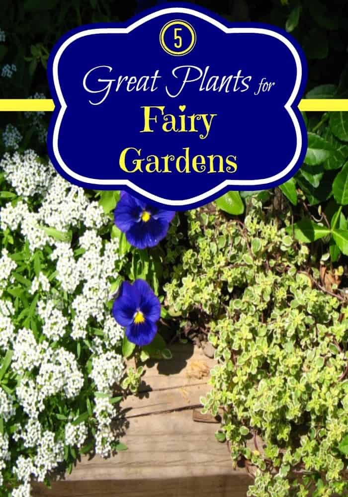 great plant ideas for a fairy garden