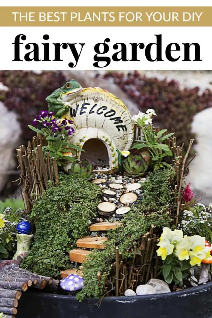Best Plants For Your Diy Fairy Garden, What Plants Are Best For A Fairy Garden