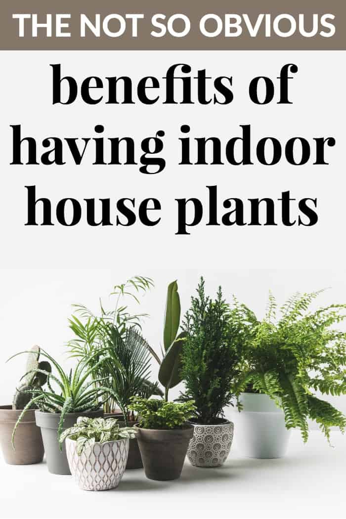 The benefits of indoor house plants