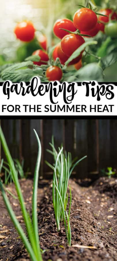 GARDENING TIPS FOR THE SUMMER HEAT - Mommy Moment